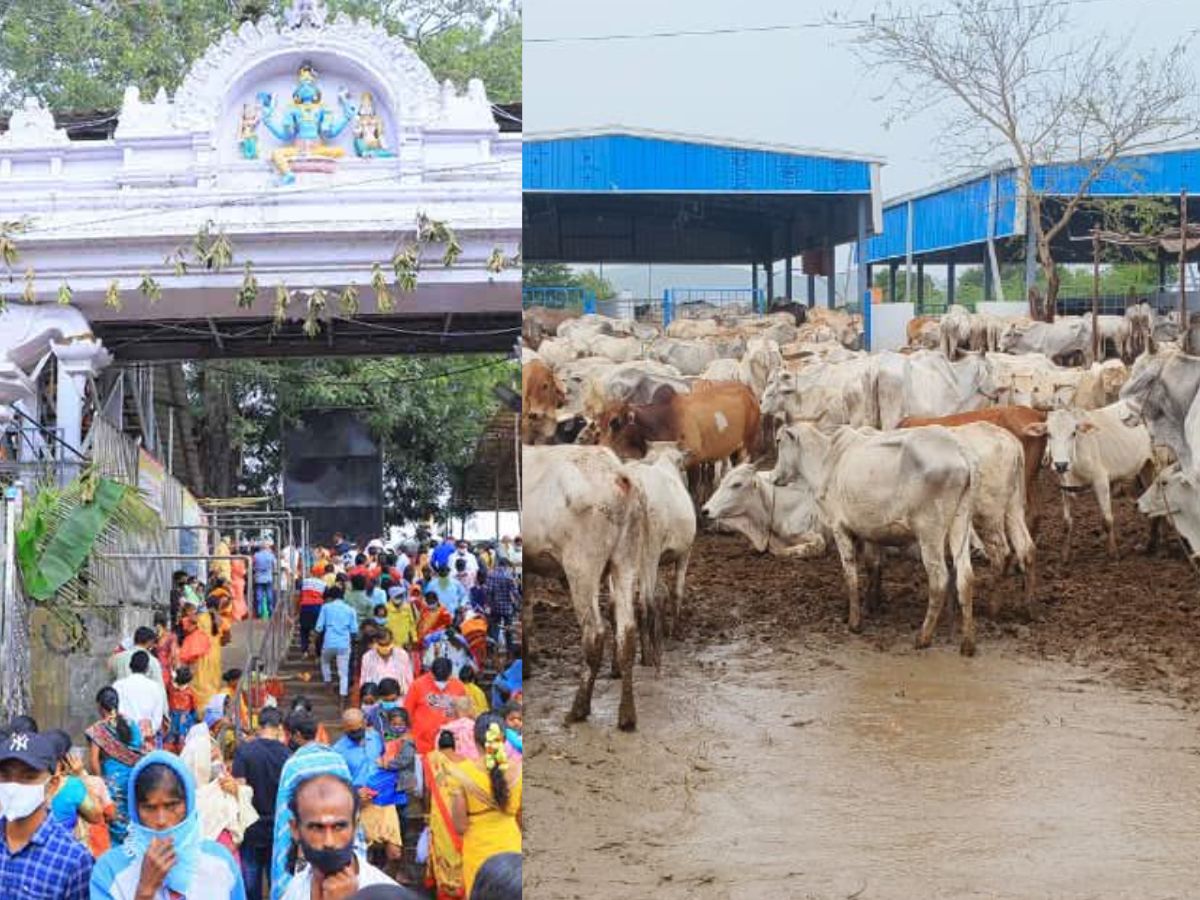14 heifers die at Vemulawada Rajarajeshwara Swamy Temple