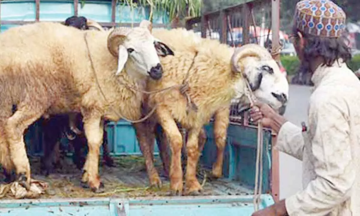 ACB arrests contractor Moinuddin in sheep scam case