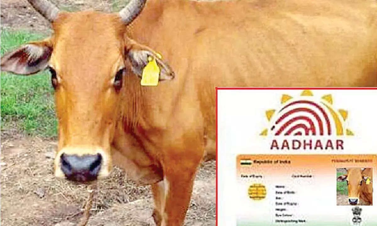 AP government's key decision Aadhaar cards for animals too