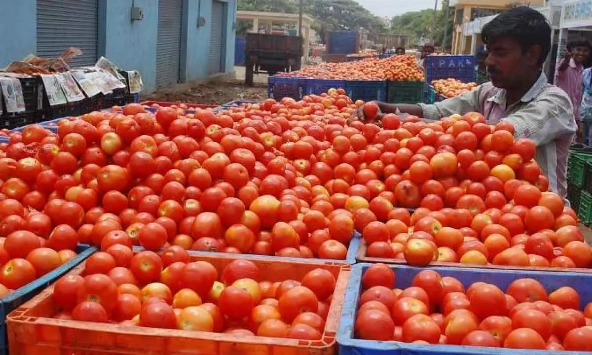 Tomato prices have dropped drastically