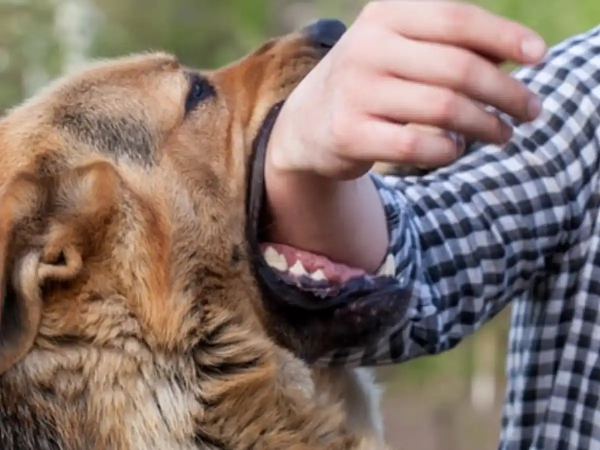 Man bitten by dog when asked for credit card bill