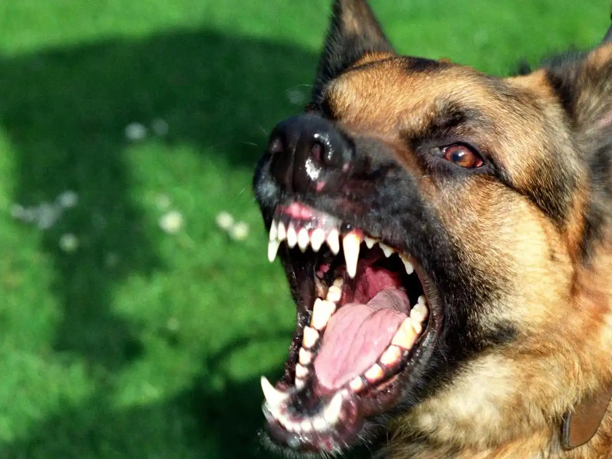Pet dog kills owner by biting his private parts