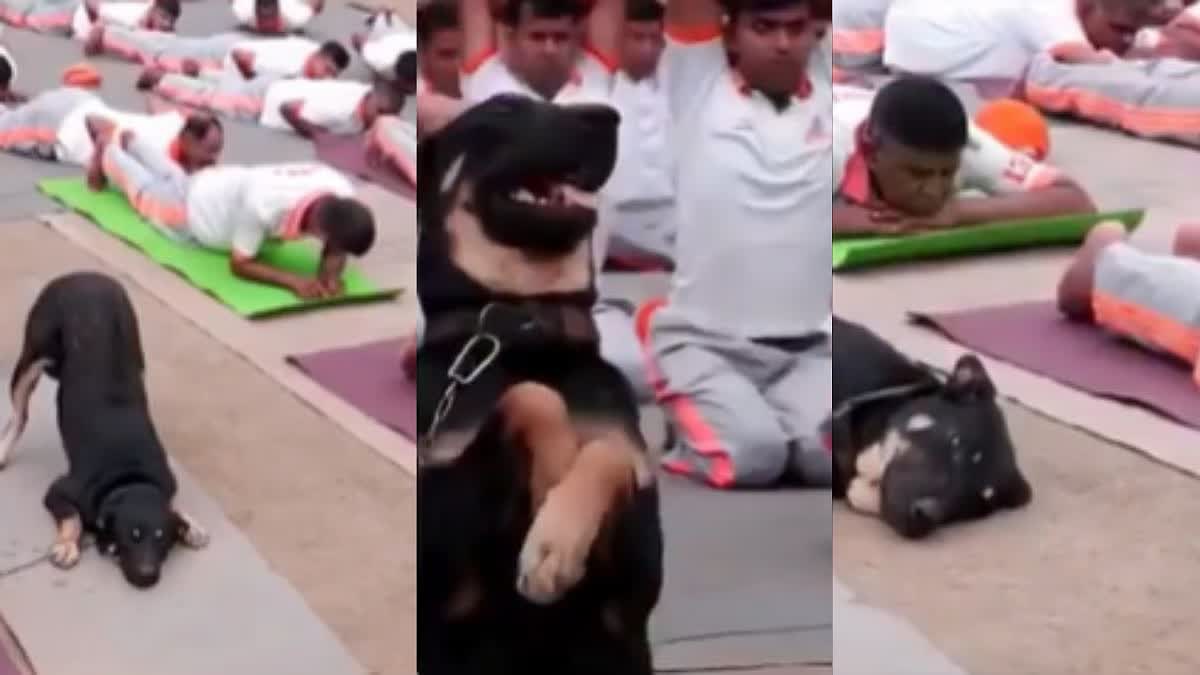A Dog's Day In Yoga NDRF-Trained Pup Steals Spotlight At A Special Session In Jammu