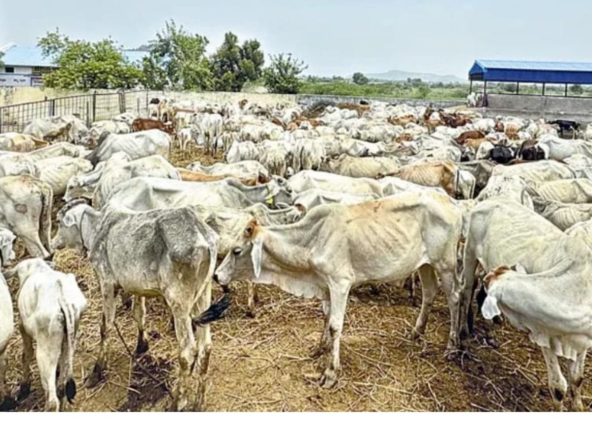 26 bulls die in 5 days at Vemulawada temple