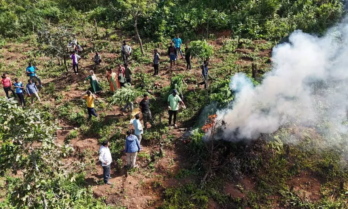 Cannabis cultivation in CM Chandrababu's constituency
