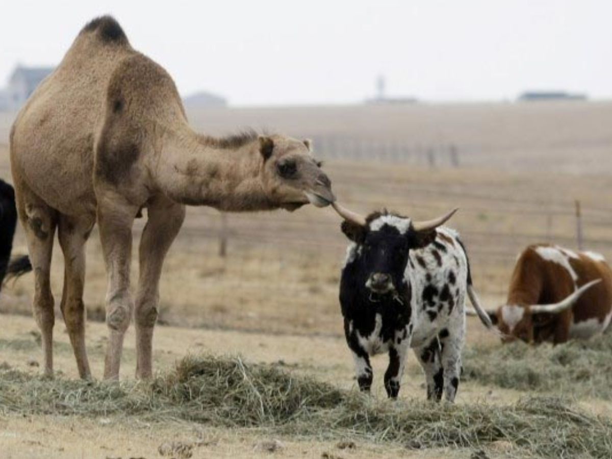 Actions to be taken if cows, calves, camels are slaughtered Chandrababu government's key orders