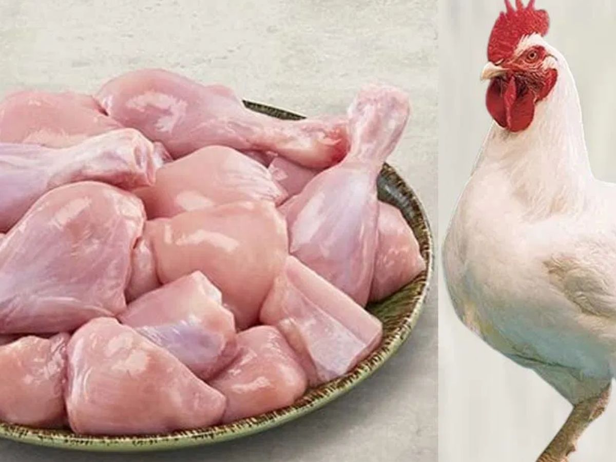 Bitter news for chicken lovers