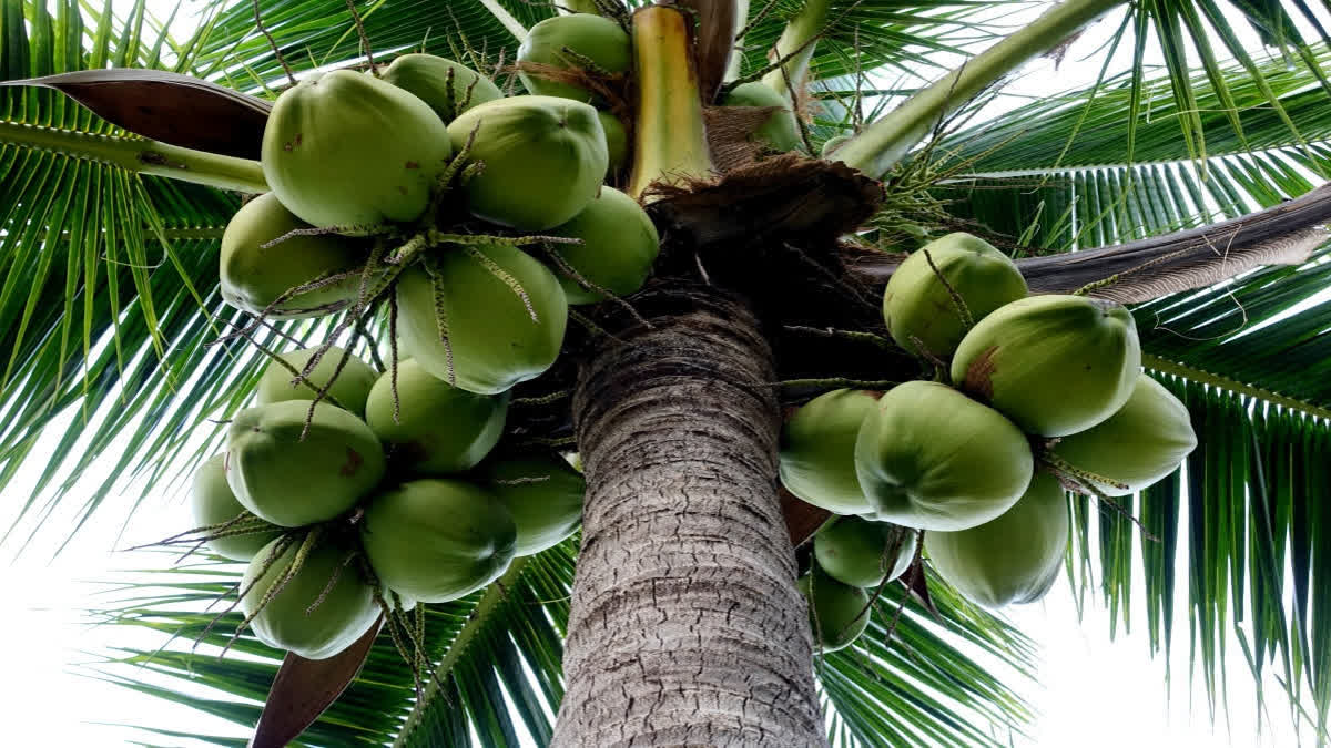 coconut