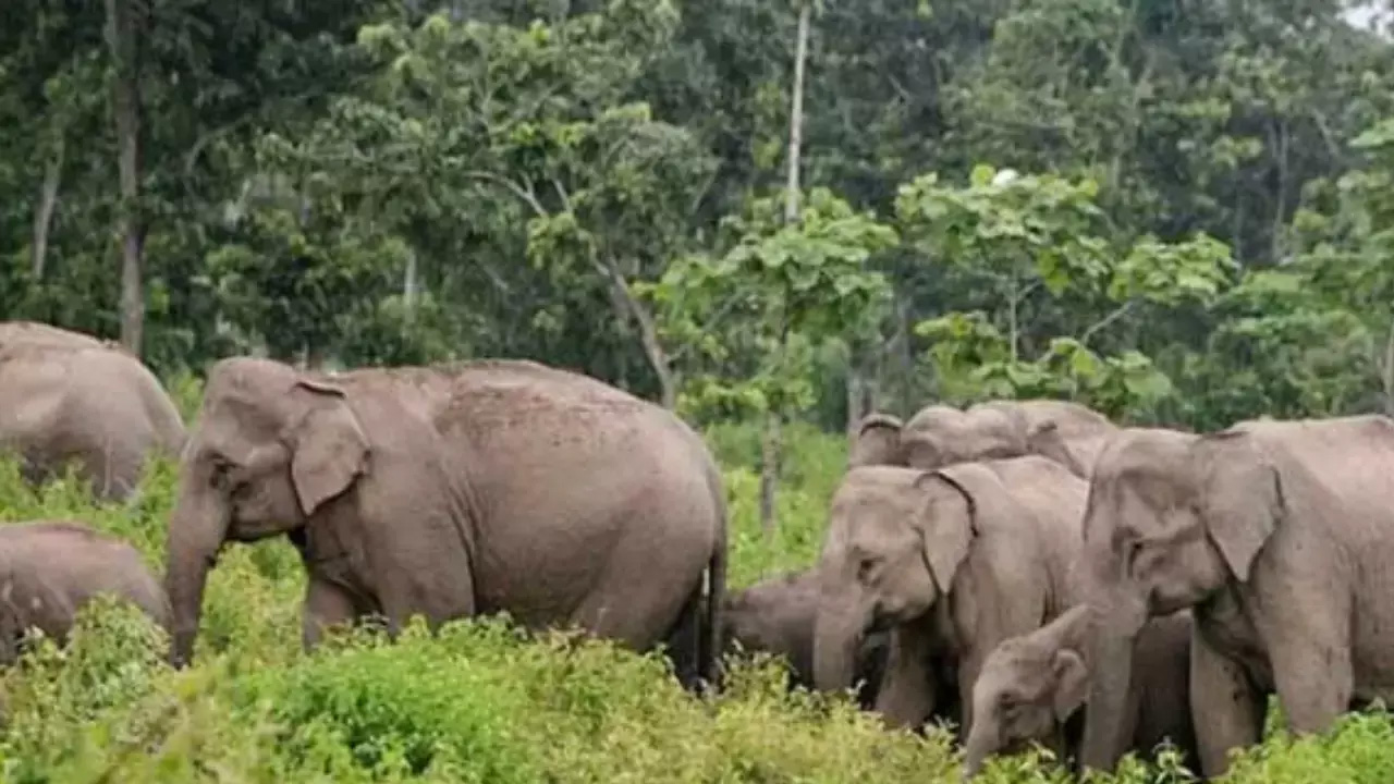 Elephant