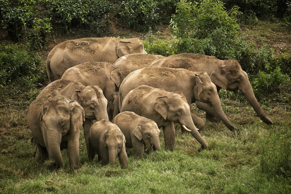A herd of elephants causes chaos on the Tirumala Ghat road