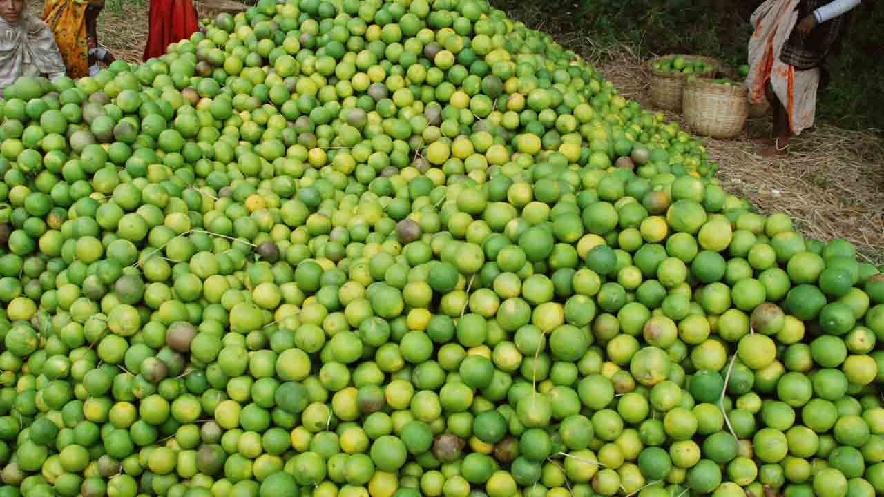 Battai-Crops
