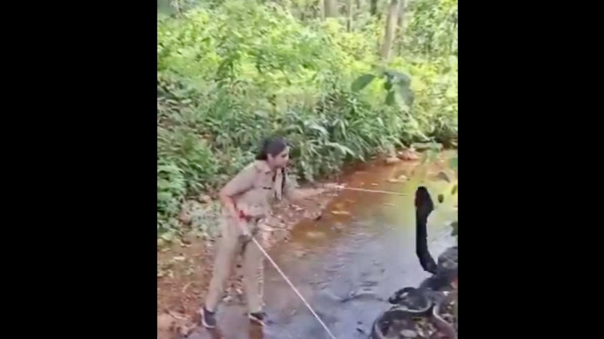 Kerala forest officer rescues 18-foot king cobra with bare courage, internet applauds bravery