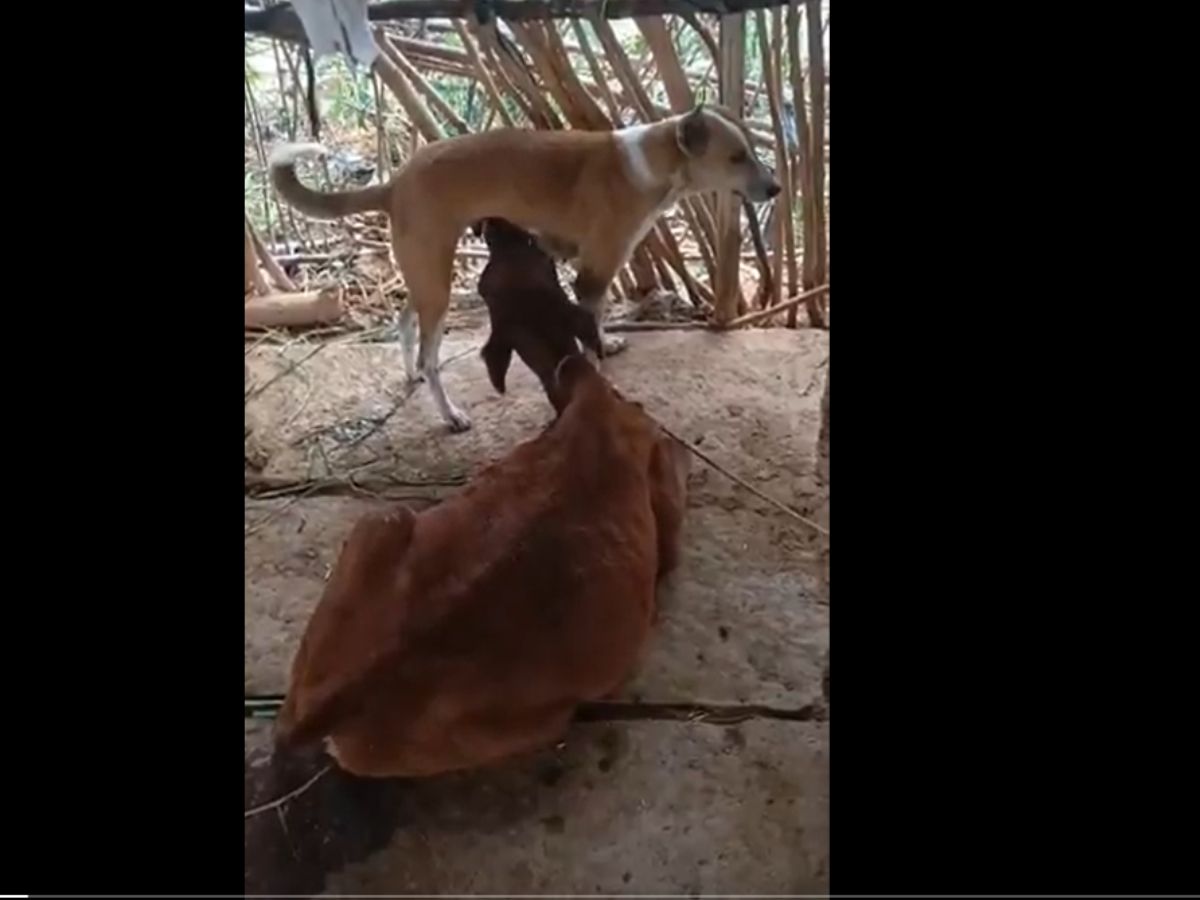 Brahman's knowledge of time A strange incident in Chittoor district