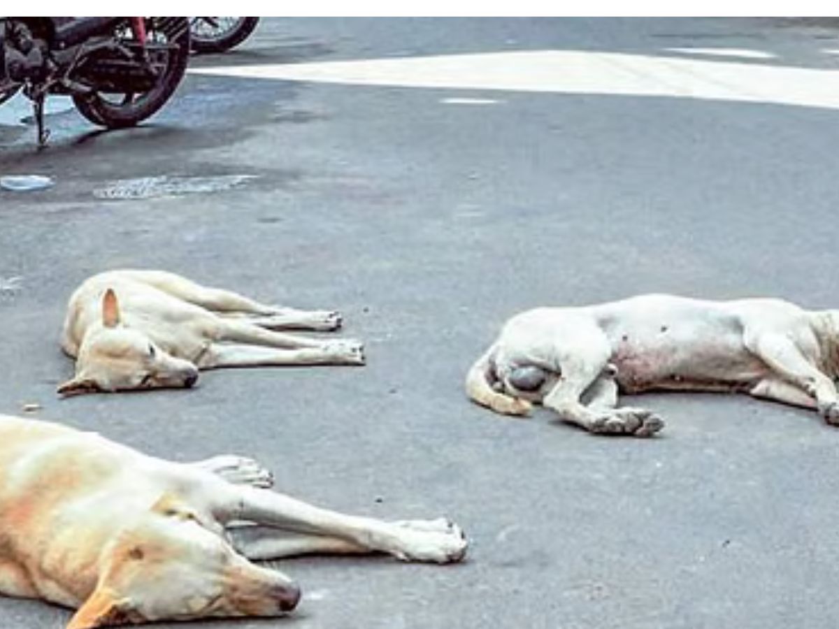 dogs