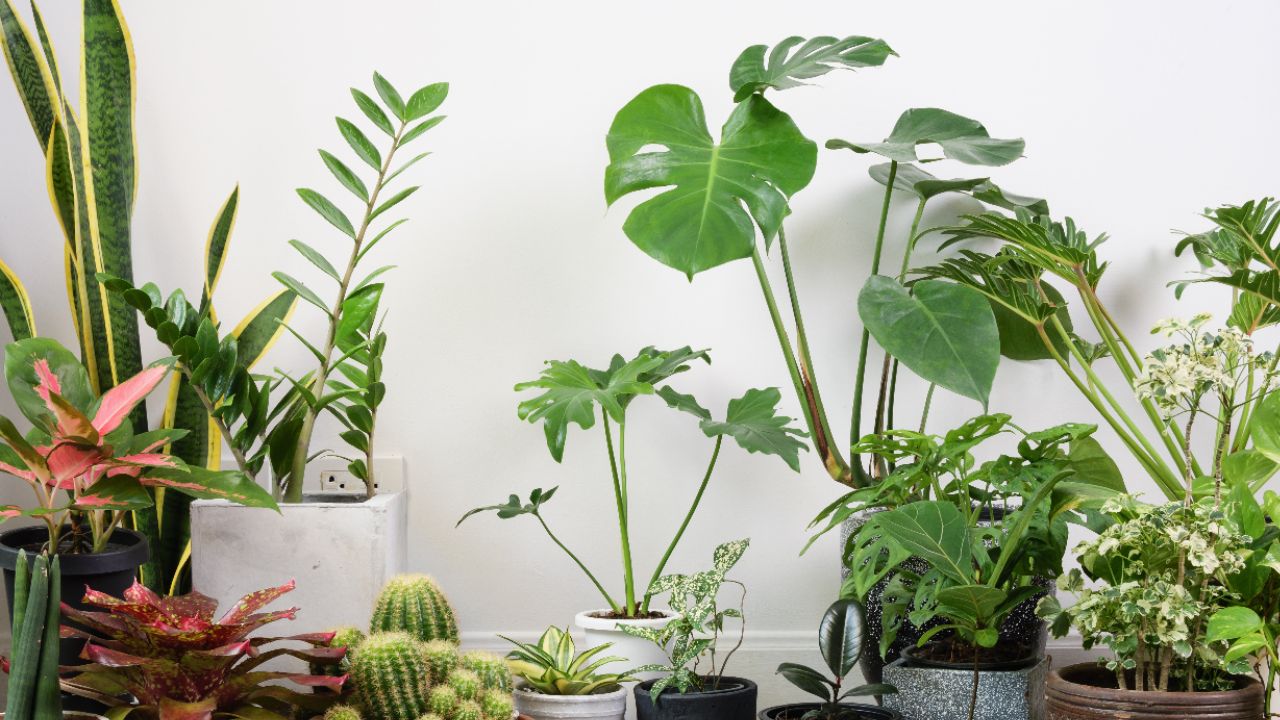 You Won’t Believe the Price of These 7 Houseplants – Worth Lakhs!