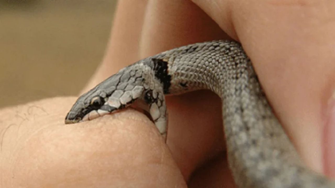Bitten by a Snake? Here’s What You Should Do Right Away