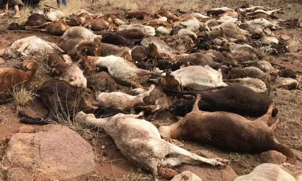 42 animals killed in lightning strike in Annamaya district