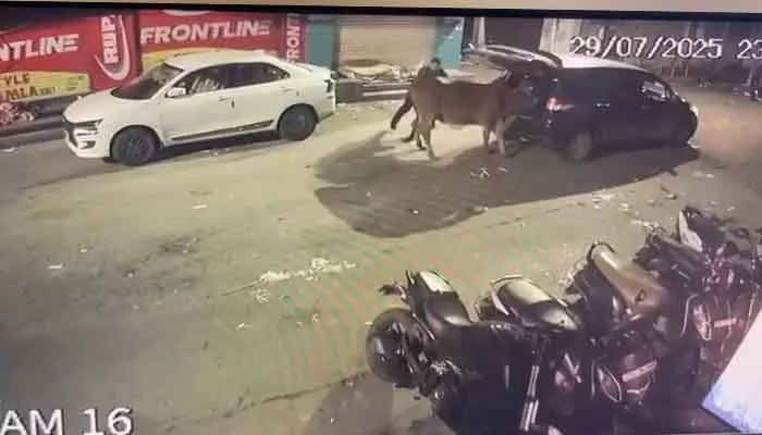 Cow