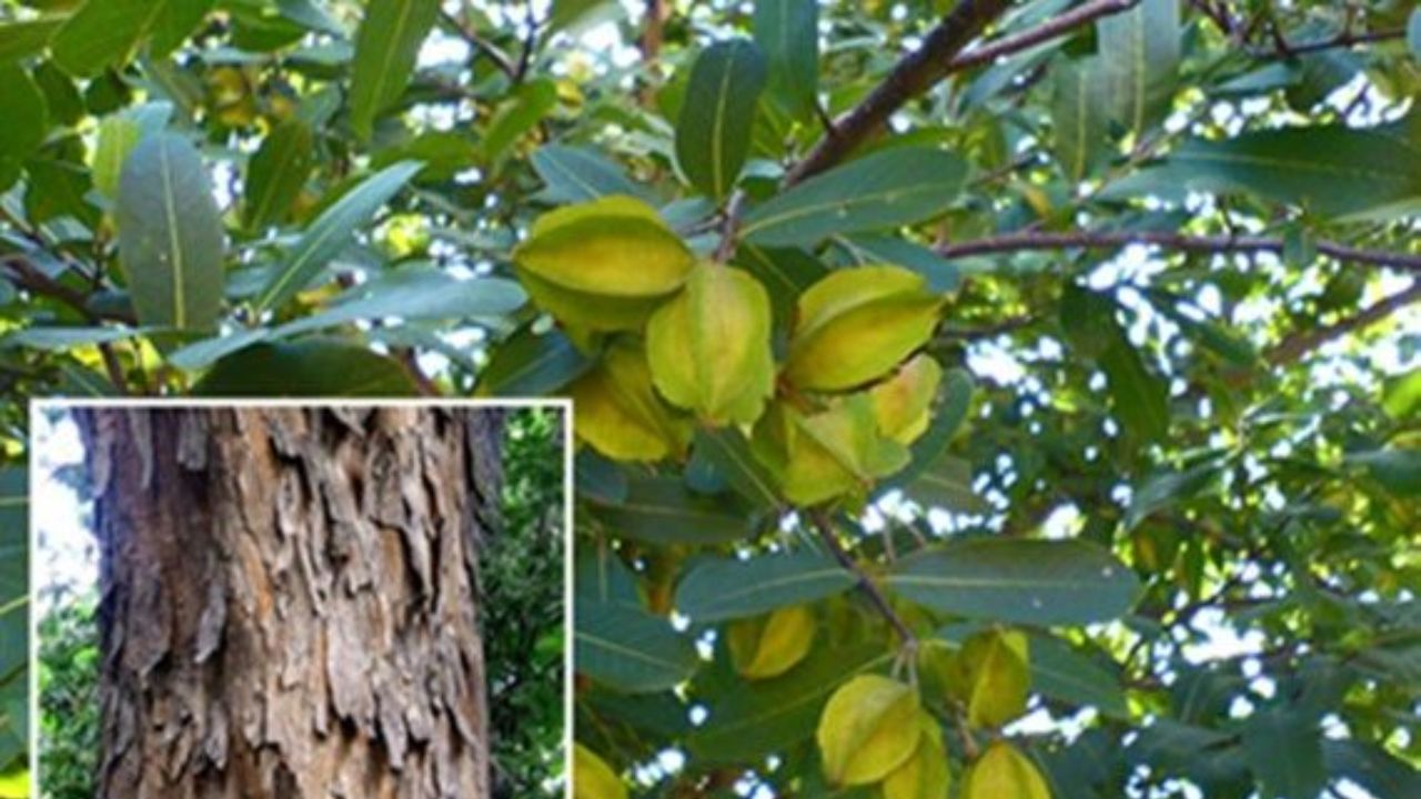 Keep Blood Pressure in Check with Arjuna Bark
