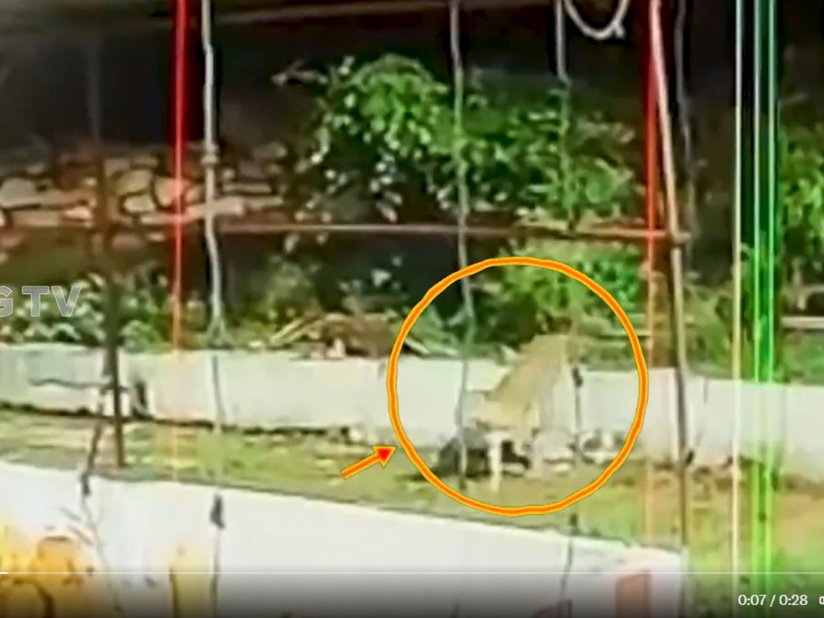 Leopards in Tirumala