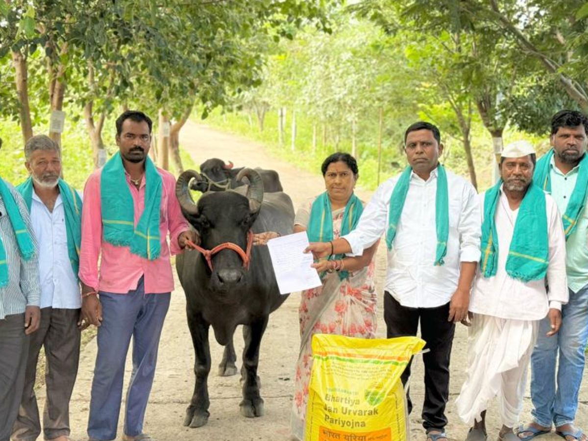 Farmers' innovative protest with bullocks for urea