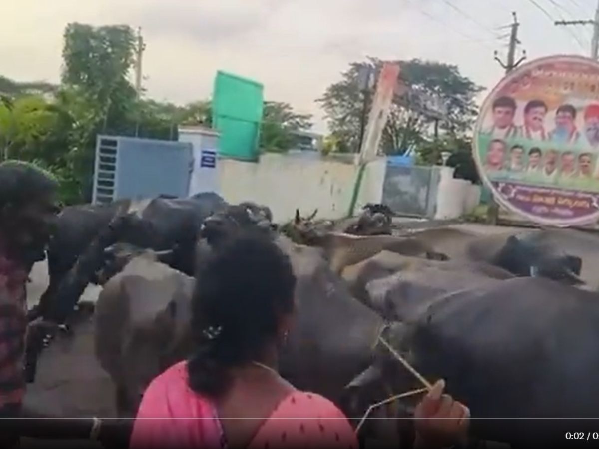 Farmer ties up goats at Congress MLA Gandra's office