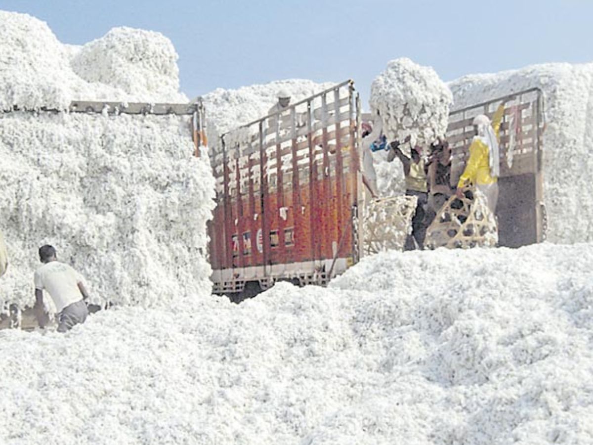 cotton