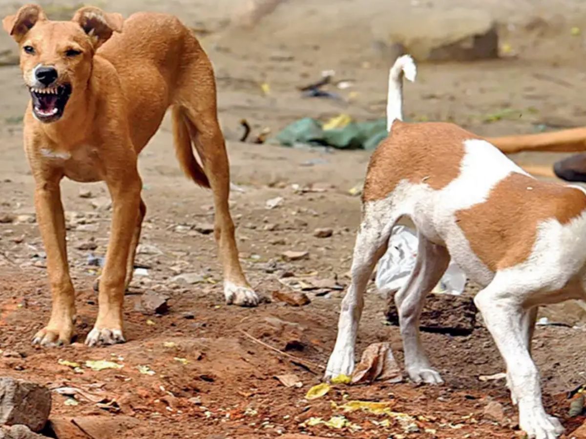Sensational decision by the Centre on street dogs