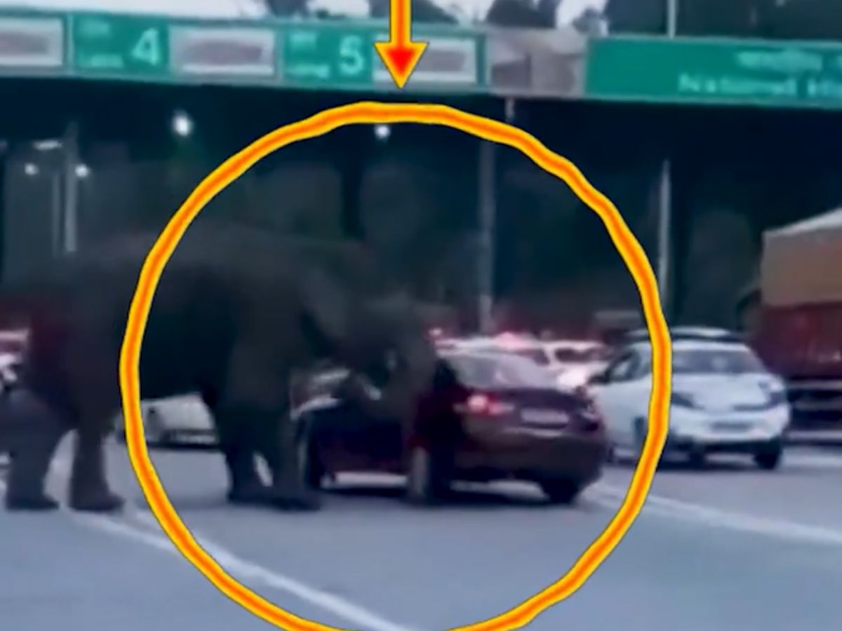 elephant