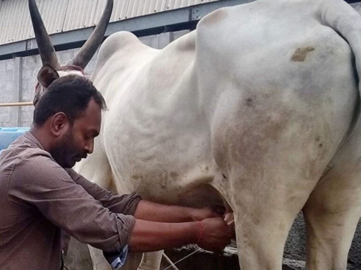 The government has given good news to dairy farmers in the state of Andhra Pradesh