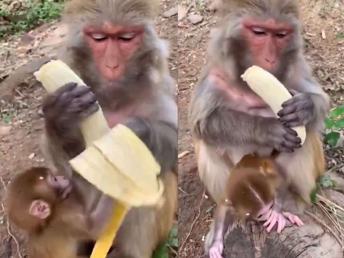 monkey