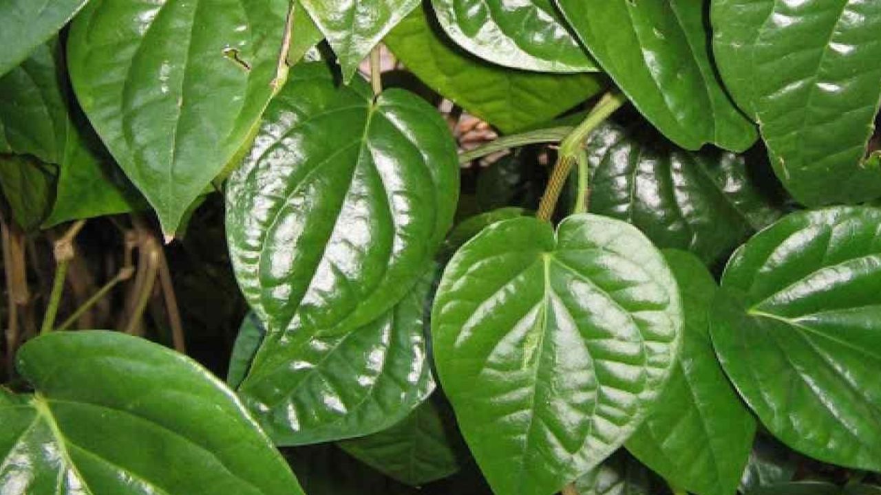 Amazing Health Benefits of Betel Leaves You Must Know