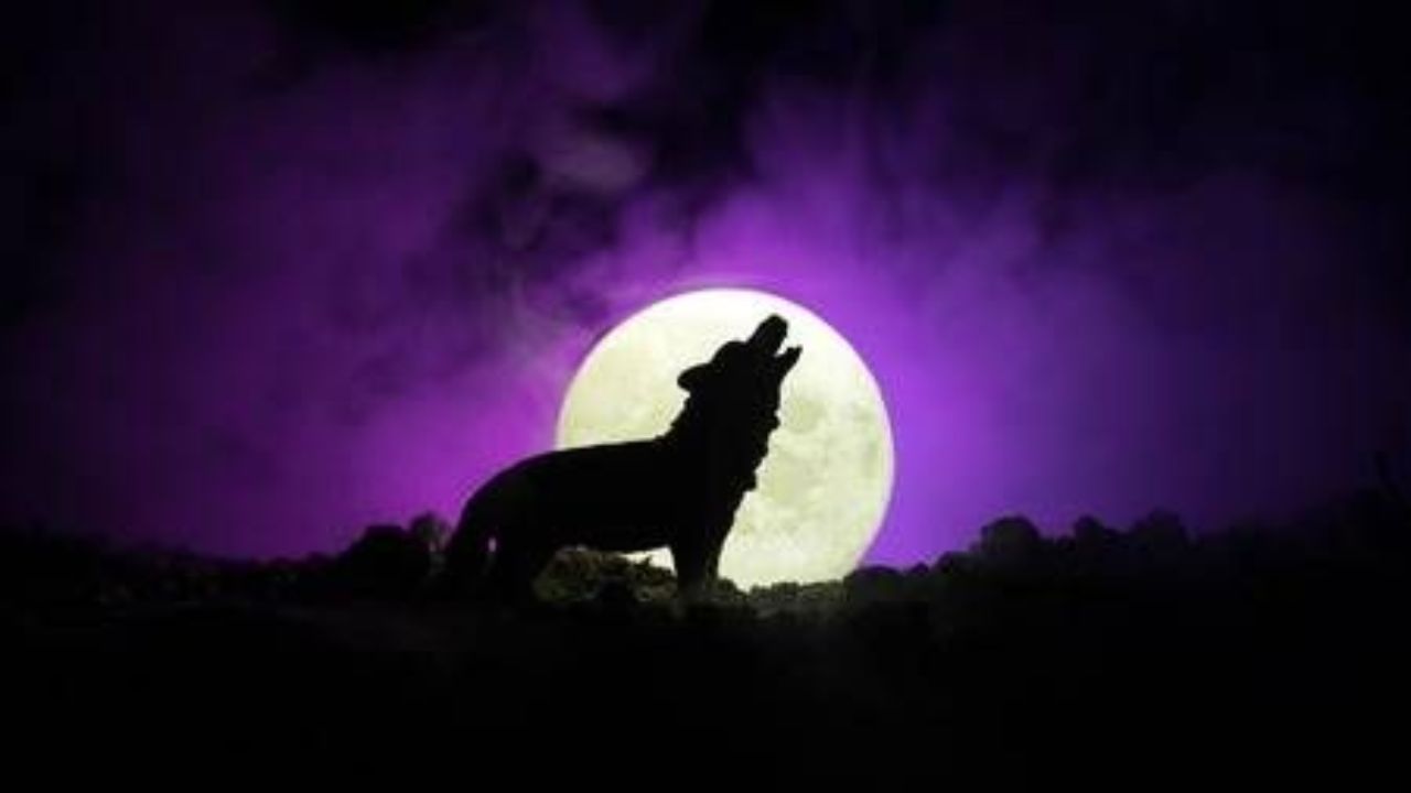Crying Dogs and Superstitions: Truth or Myth?
