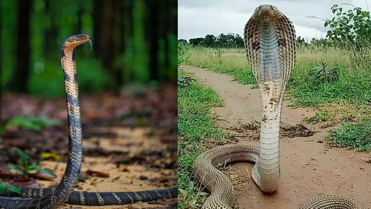 Can a King Cobra Run Faster Than a Human?