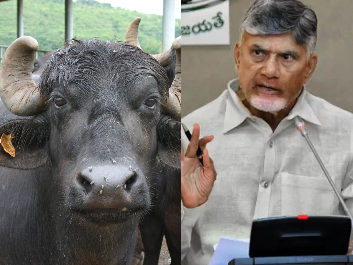 chandrababu