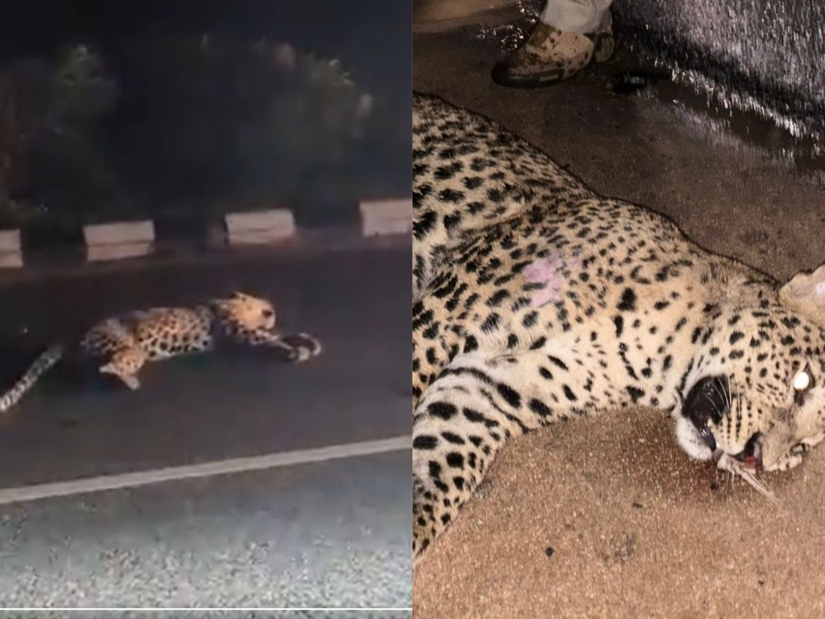Leopard dies after being hit by unidentified vehicle in Nizamabad district