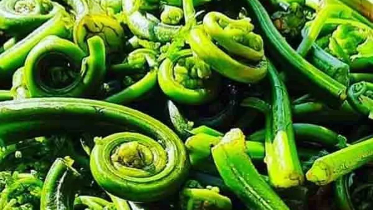Wild Lingad Vegetable: A Natural Treasure of Healing Properties