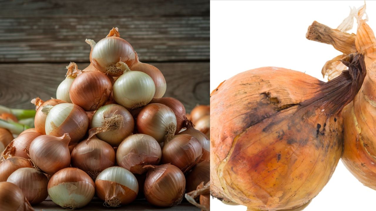 Is It Safe to Eat Onions with Black Mold?