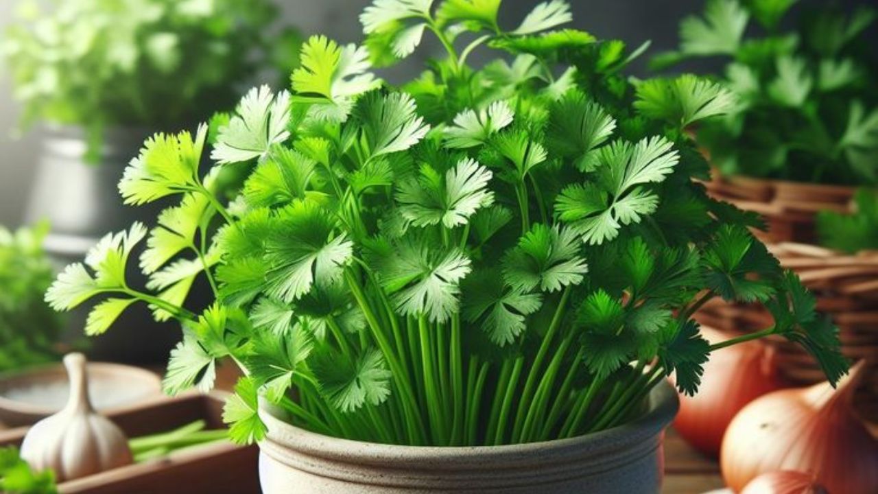 Seasonal health benefits of eating coriander leaves