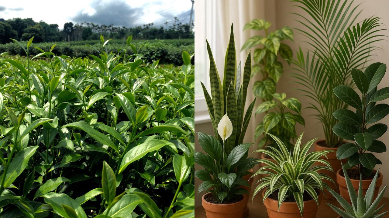 Do Plants Release Oxygen at Night?
