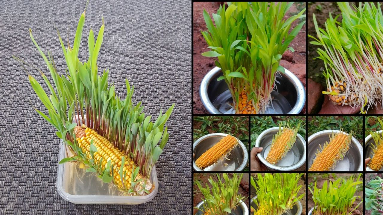 Millet Sprouts: A Health Booster You Shouldn’t Miss! Here’s Why