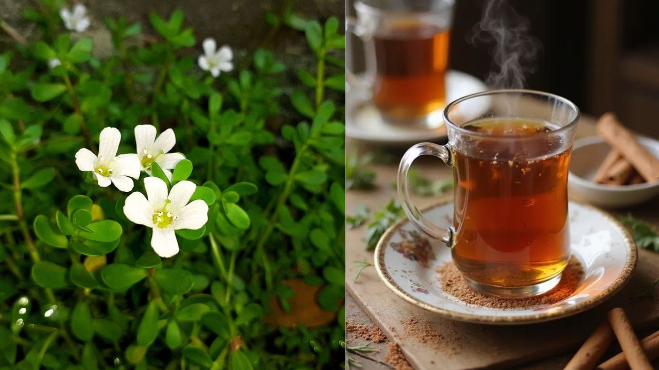 Discover How Brahmi Kashayam Benefits Your Children’s Health and Brain Power