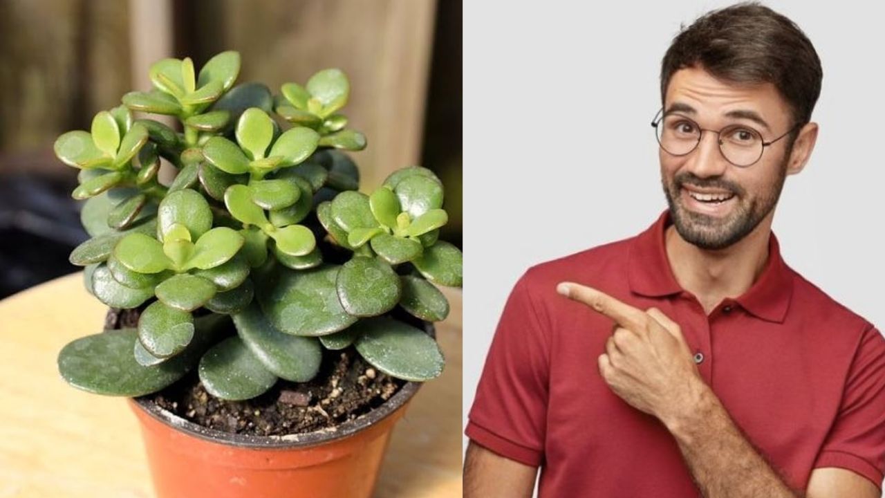 According to Vastu: This Plant in Your Home Keeps Bad Luck Away