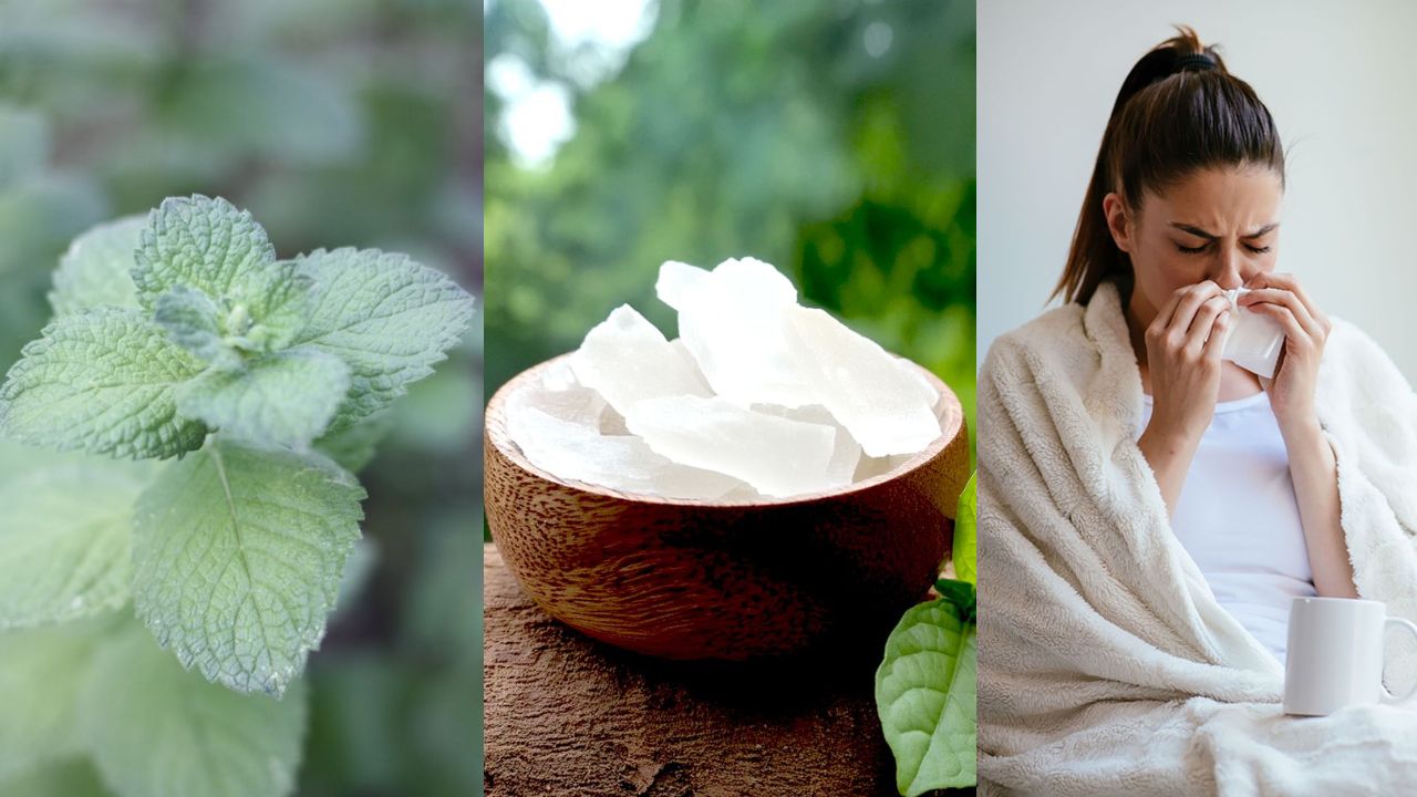 Natural Cold Remedy: Green Camphor and Mint Flowers for Instant Relief!