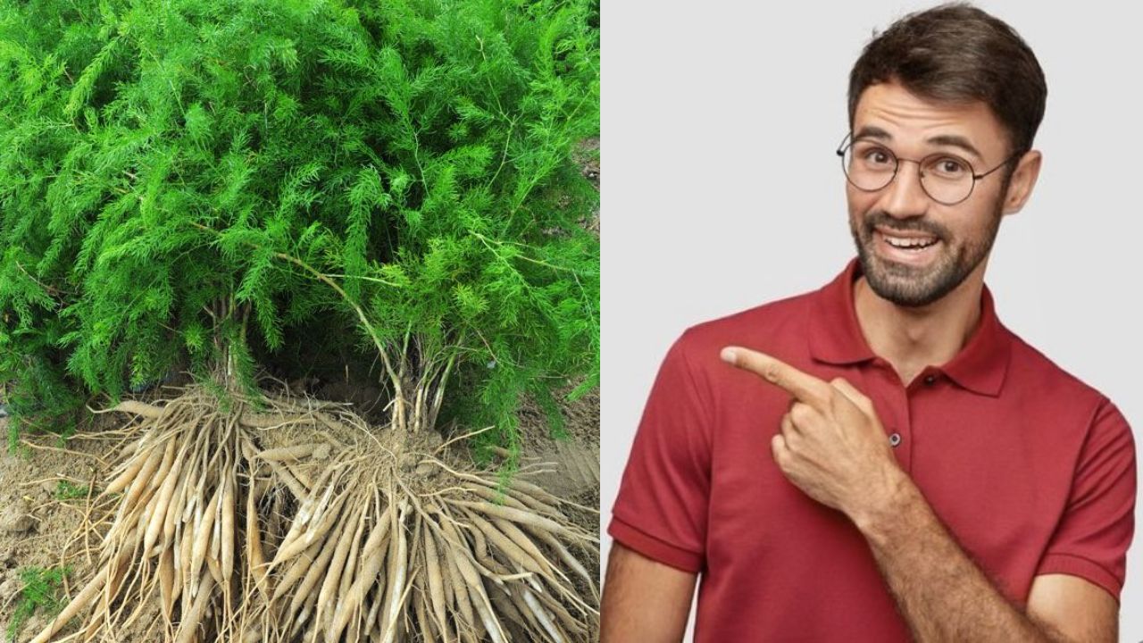 The Miracle Herb That Boosts Massive Strength – What Research Says!