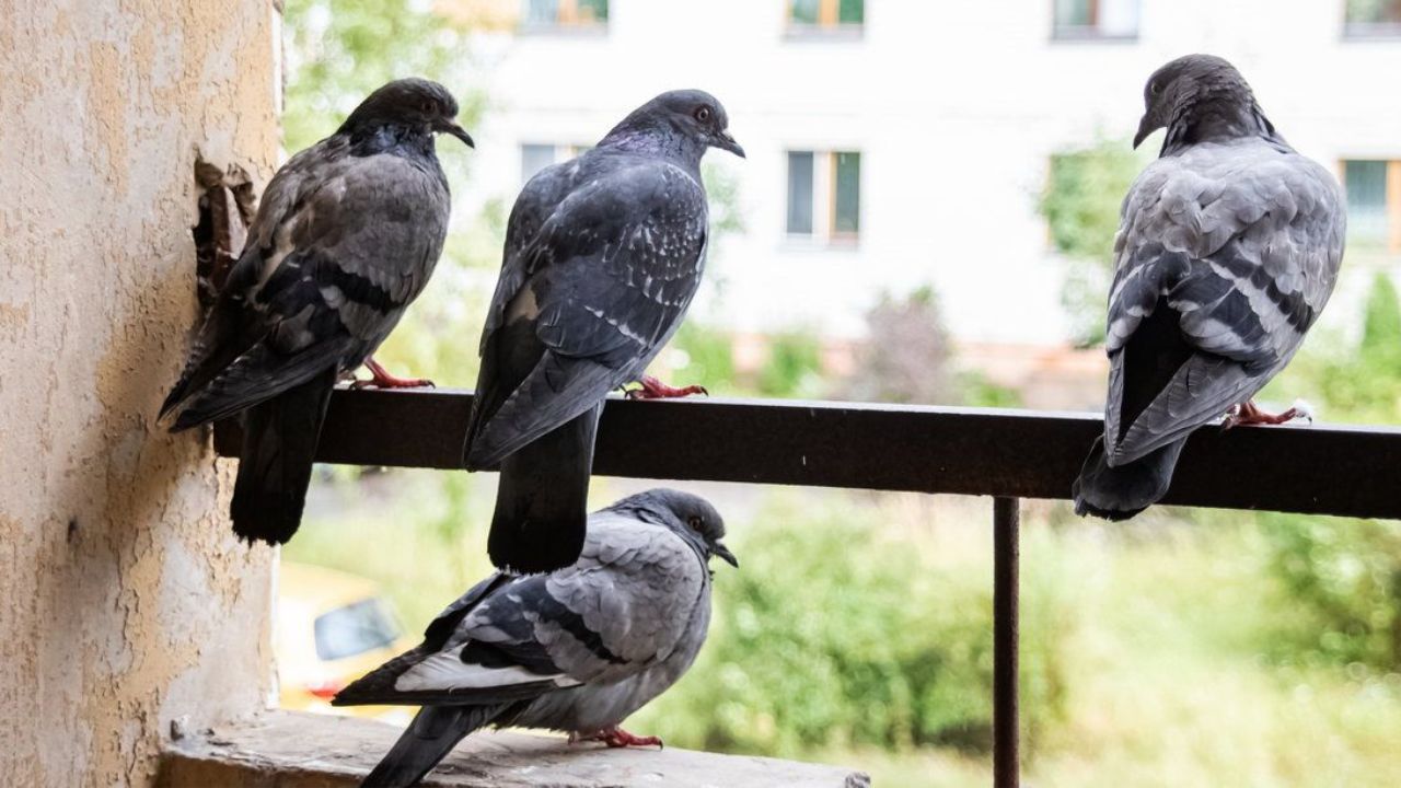 Pigeons May Look Harmless, But the Infections They Carry Are Dangerous!
