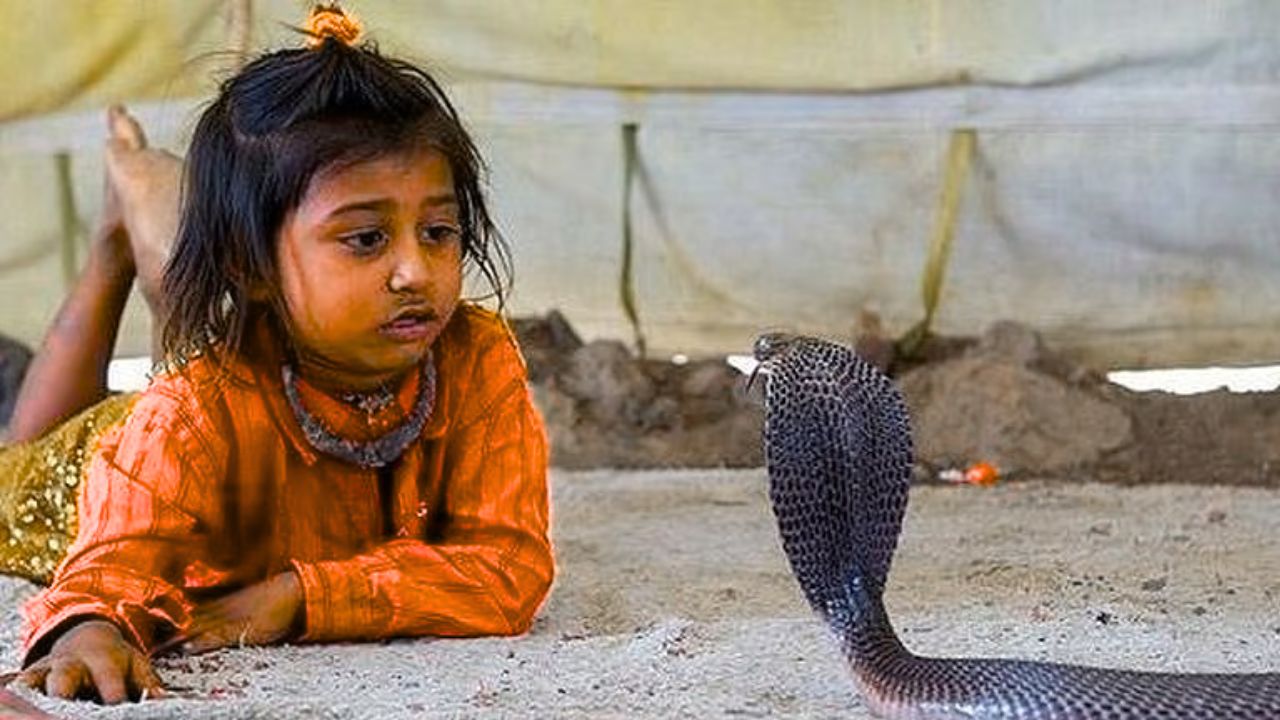 Every Home Has a Cobra, Yet No One Dies – Discover This Village’s Secret!