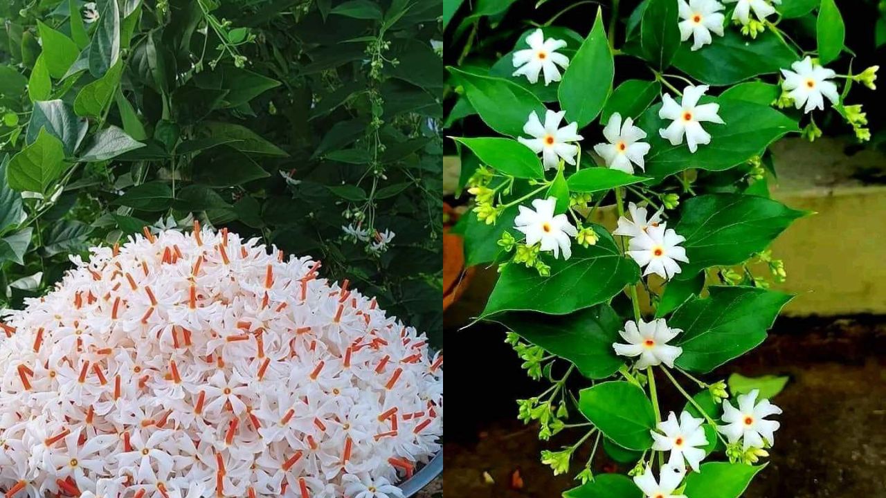 Never Pluck Parijat Flowers! The Ancient Secret Behind It in the Puranas