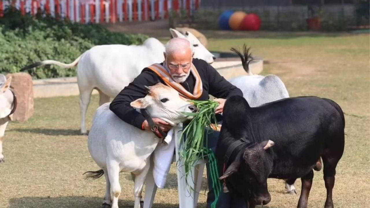 Why Are Punganur Cows So Special? Even PM Modi Is Raising Them