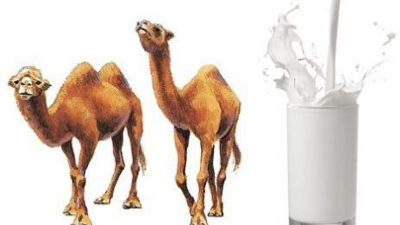 Why Only Camel Milk Works for Yogurt – The Unique Qualities of This Animal